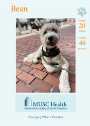 Bean Lincoln, therapy dog